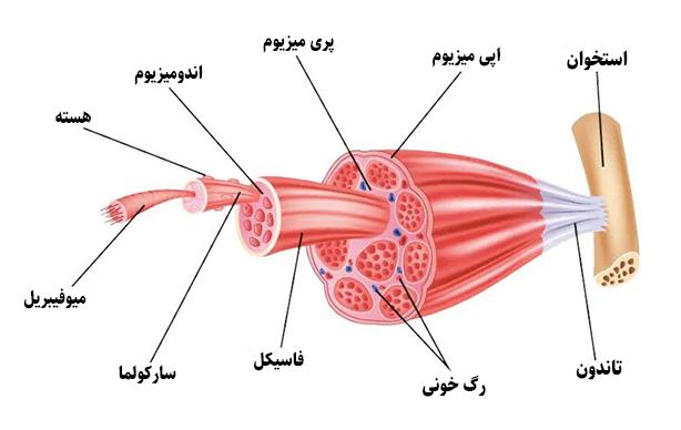 پروتئین، ستون سازه ای بدن انسان